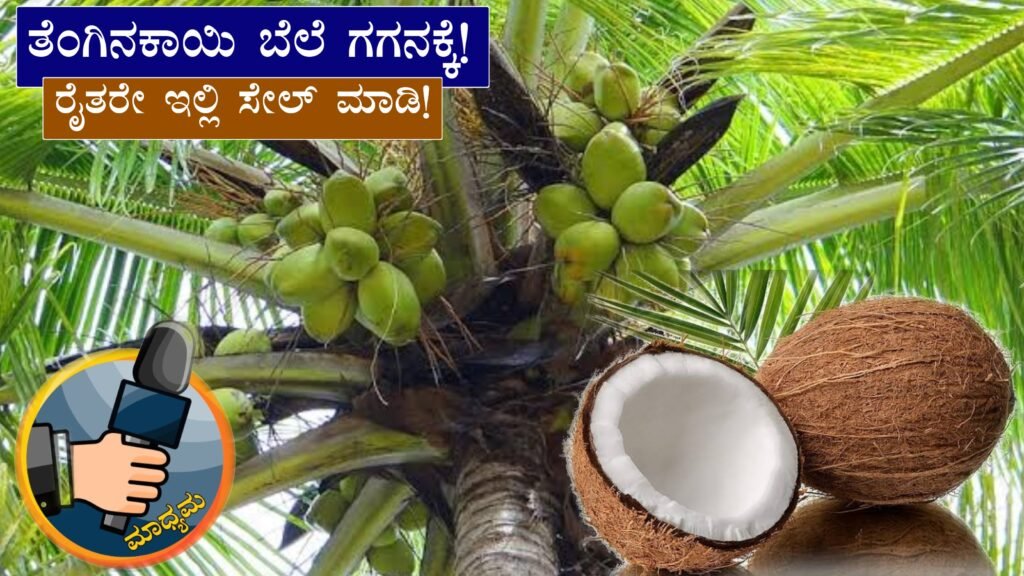 Coconut Prices Hit Record High । ತೆಂಗಿನಕಾಯಿ ದರ ಭಾರೀ ಏರಿಕೆ..! ಕೆಜಿ 140ರೂ ಕಿಂತ ಹೆಚ್ಚು...ಇಲ್ಲಿ ಮಾರಾಟ ಮಾಡಿ..!