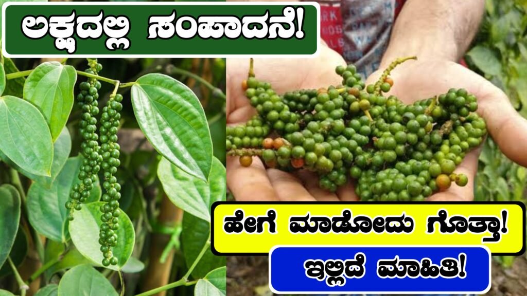 Black Pepper farming in Karnataka । ಕಾಳು ಮೆಣಸು ಬೆಳೆಯುವ ಸರಿಯಾದ ವಿಧಾನ ಈ ರೀತಿ ...