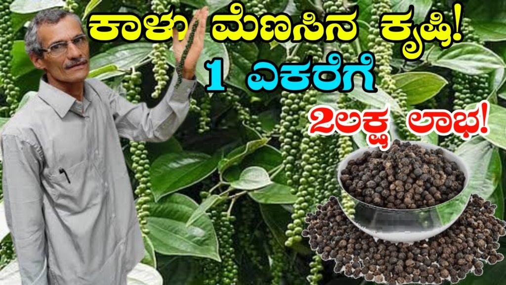 Black Pepper Farming - ಕಾಳು ಮೆಣಸು: ಒಂದು ಎಕರೆ, ಲಕ್ಷಾಂತರ ಲಾಭ! ಕೃಷಿ ಮಾರುಕಟ್ಟೆ ಮತ್ತು ಲಾಭದ ರಹಸ್ಯ!