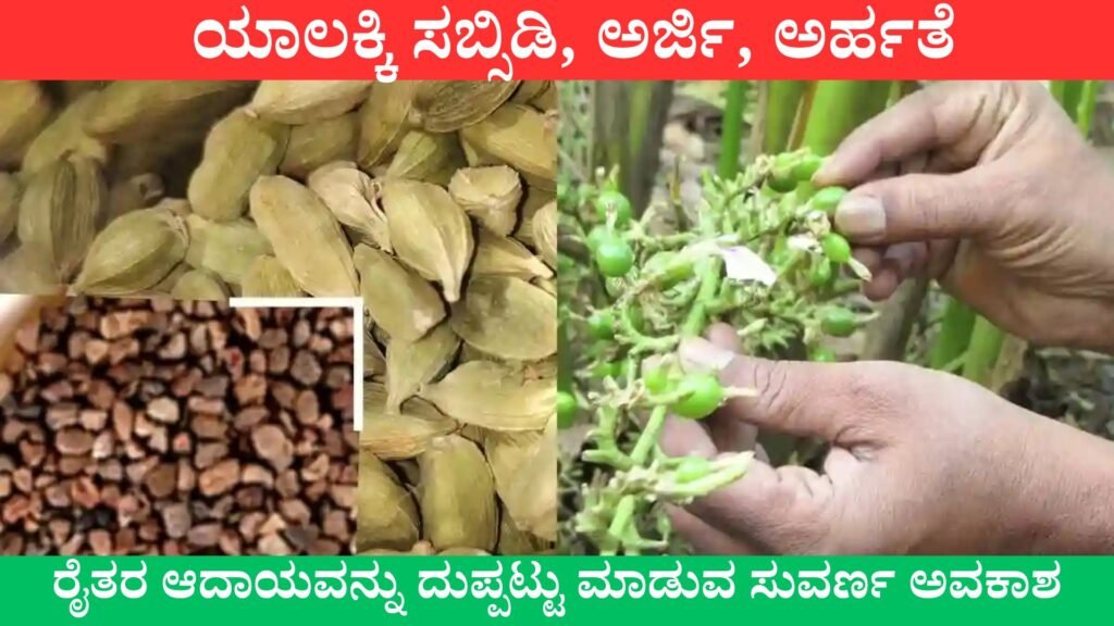 Elaichi Farming in Karnataka | ಯಾಲಕ್ಕಿ ಸಬ್ಸಿಡಿ, ಅರ್ಜಿ, ಅರ್ಹತೆ ಮತ್ತು ಸಹಾಯಧನದ ಸಂಪೂರ್ಣ ಮಾಹಿತಿ